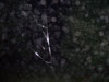Sharp-edged streaks amongst the orbs - June 19, 2010